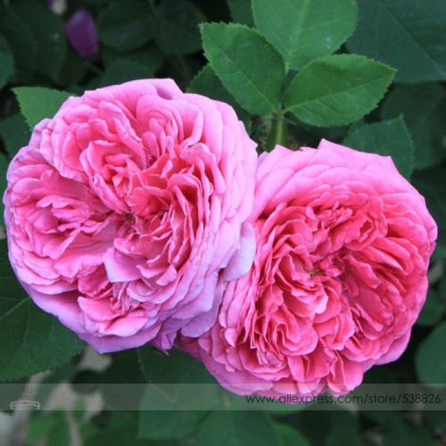 Heirloom Pink Damask Rose Bush Flower Seeds, Professional Pack, 50 Seeds / Pack, Light Fragrant Garden Flower #NF637
