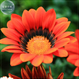BELLFARM Treasure Flowers Gazania Ornamental Flower Mixed Seeds, 30 seeds, half-hardy hybrid home garden plants
