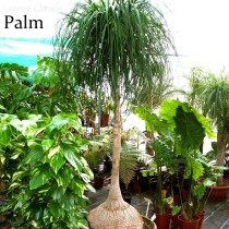 BEAUCARNEA recurvata Ponytail Palm, 5 Seeds, bonsai garden plants  E3770