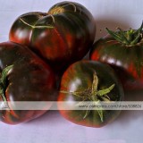 1 Original Pack, approx 10 Seeds / Pack, Black Krim Tomato ''Black Sea Man'' Russia Ukrain Heirloom Seed #NF333
