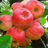 Bonsai Apple Tree Seeds Garden Yard Outdoor Living Fruit Plant, 10 Seeds, healthy delicious nutrition fruits E3664