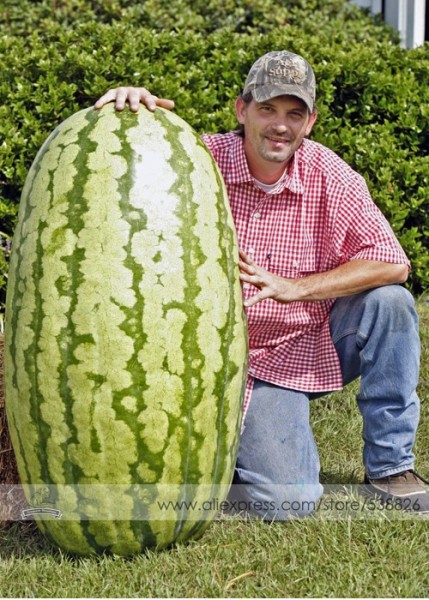 Giant Watermelon 'Iwanaga Giant' F1 Seeds, Professional Pack, 10 Seeds / Pack, Rare Japan Cultivar Melon Seeds #NF590