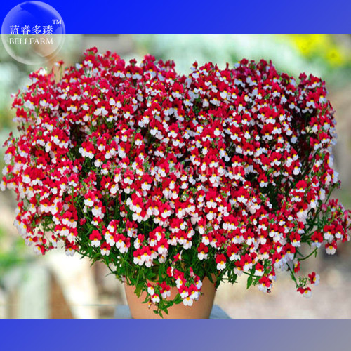 BELLFARM Nemesia Strumosa Danish Flag Flower Seeds, professional pack, 30 Seeds,  bonsai red white flowers TS323T