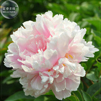 'Caifeng' Pinkish White Peony Seeds, 5 seeds, professional pack, light fragrant flowers E4112