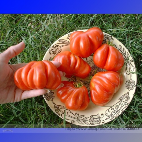 Heirloom Rare Mexican Silly Tomato Hybrid Seeds, Professional Pack, 100 Seeds / Pack, Tasty Sweet Vegetables #NF955