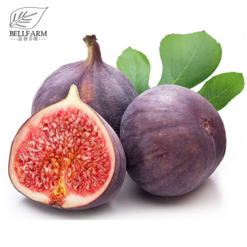 BELLFARM Giant Purple Ficus carica Fig Shrubs, 6pcs Bonsai Seeds, sweet organic big fruits for home garden planting