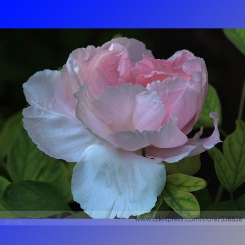 Rare Light Pink Monopetalous Peony 'Shui Xian Zi' Seeds, Professional Pack, 5 Seeds / Pack, Light Fragrant Garden Flower #NF651