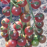 Rosella Cherry Tomato Seeds, 100 seeds, professional pack, organic smooth purplish dark red tomato TS387T