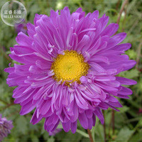 BELLFARM Callistephus Chinensis 200pcs Purple China Aster Seeds, Professional Pack, dazzling big blooms flowers BD019H