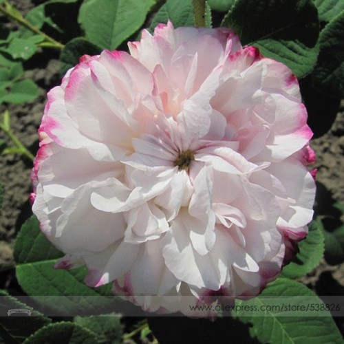 Rarest Pink Rose Flower with Red Edge Organic Seeds, Professional Pack, 50 Seeds / Pack, Strong Fragrant Garden Flower #NF638
