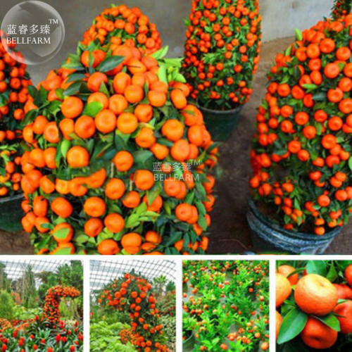 BELLFARM Orange Bonsai Potted Fruit Tree Seeds, 20 seeds, professional pack, smal sweet juicy garden orange