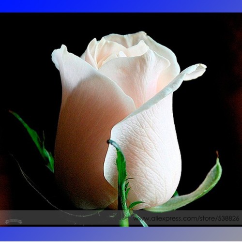 Heirloom Fleshcolor European Rose Flower Seeds, Professional Pack, 50 Seeds / Pack, White Light Pink Rose Plant #NF722