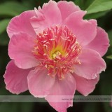 New 'Chen Xi' Double Petalled Pink Peony Tree Flower Seeds, Professional Pack, 5 Seeds / Pack, Light Fragrant Garden Flowers