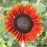 Terracotta Sunflower Seeds, Professional Pack, 15 Seeds / Pack, Stunning Colors Pollen Free Lovely Cut Flowers #NF993