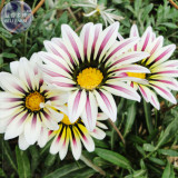 BELLFARM Gazania White Yellow Petals Purple Black Stripe Treasure Flower Seeds, 30 seeds, home garden big blooms perennial