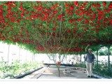 1 Original Pack, 5 seeds / pack, Perennial Tomato Giant Trees, Outdoor Greenhouse Available, Heirloom Tomato Seeds