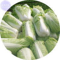 BELLFARM Chinese Cabbage Heirloom Seeds, 100 Seeds, delicious nutritious green brassica pekinensis vegetable plants E4161