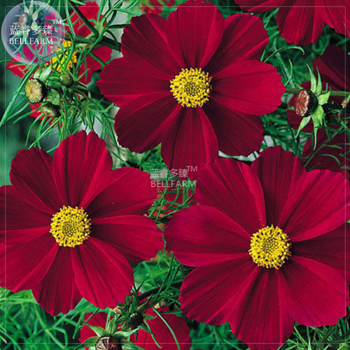 BELLFARM Cosmos Coreopsis Blackish Coffee Red Striped Dark Red White Rose Red Perennial Flower Seeds, 50 seeds, nice home garden