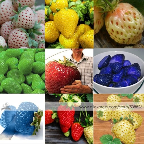 9 Professional Packs, approx 100 Seeds / Pack, 9 Types Strawberry Cream White Yellow Green Giant Blue Red Berry Seed #NF345