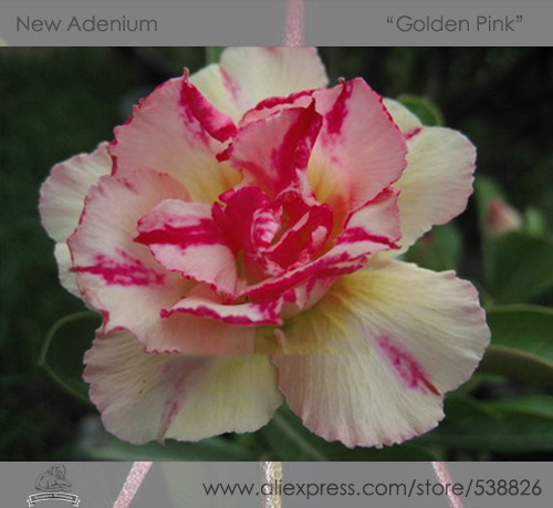 1 Professional Pack, 2 seeds / pack, Variegated Adenium Obesum Golden Pink Desert Rose Flowers Seeds #NF293