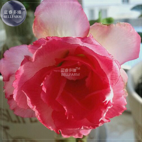 BELLFARM Adenium Light Pink & Rose Red Petals Flower Seeds, 2 seeds, professional pack, European rose type big blooms