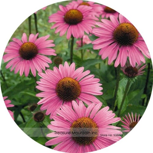 Deep Rose Red Echinacea Perennial Coneflower Seeds, Professional Pack, 200 Seeds / Pack, Very Beautiful New Seeds