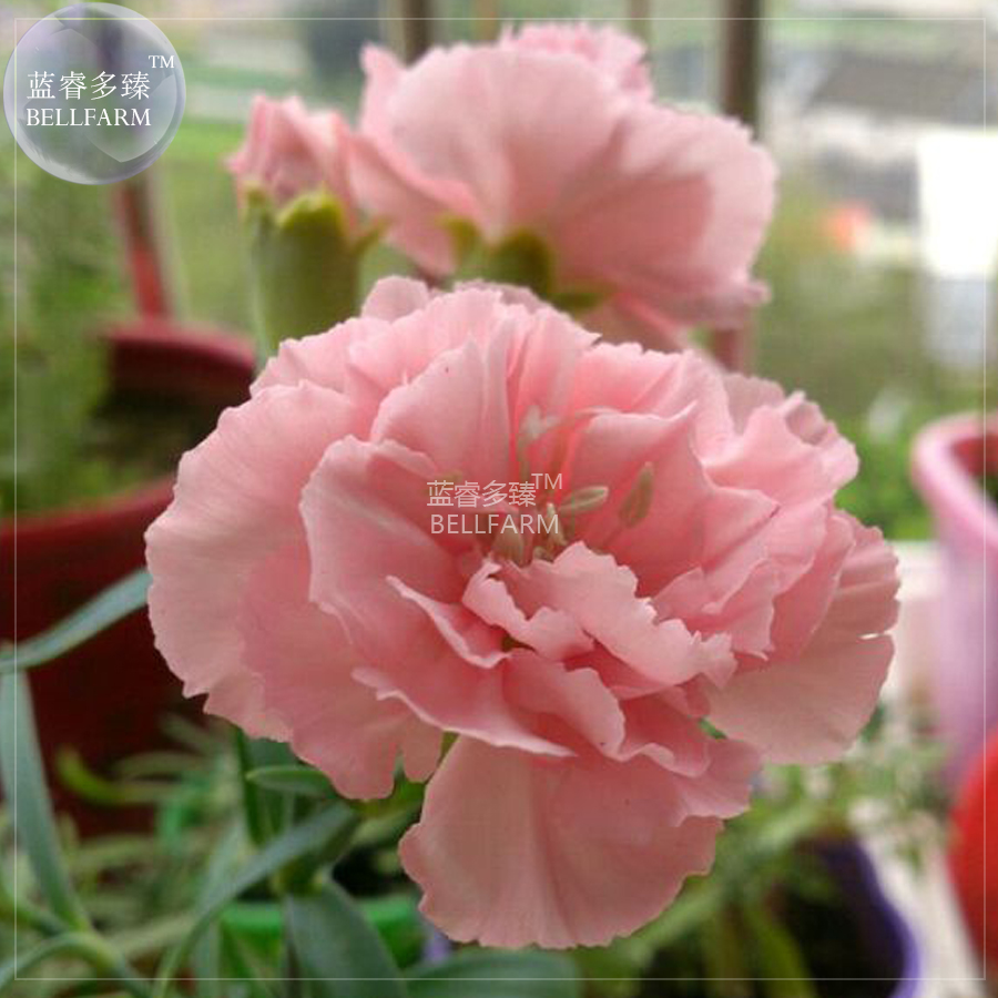 BELLFARMDianthusCarnationPinkAnnualFlowersSeeds,200seeds,fragranthomegardenherbplantsDianthusBD205H