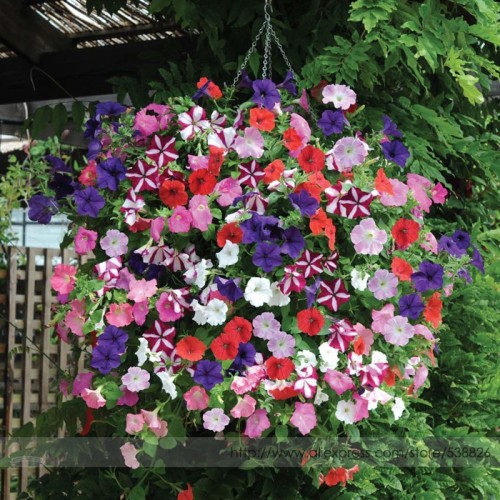 Heirloom Mixed Colorful Hanging Garden Petunia Flower Seeds, Professional Pack, 200 Seeds / Pack, Very Beautiful Garden Plant