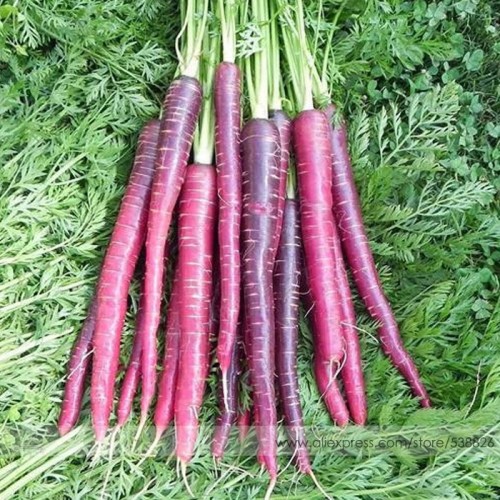 New Imperator-shaped Red Purple Carrot Hybrid Seeds, Professional Pack, 100 Seeds / Pack, High Vitamin A Vegetables #NF758