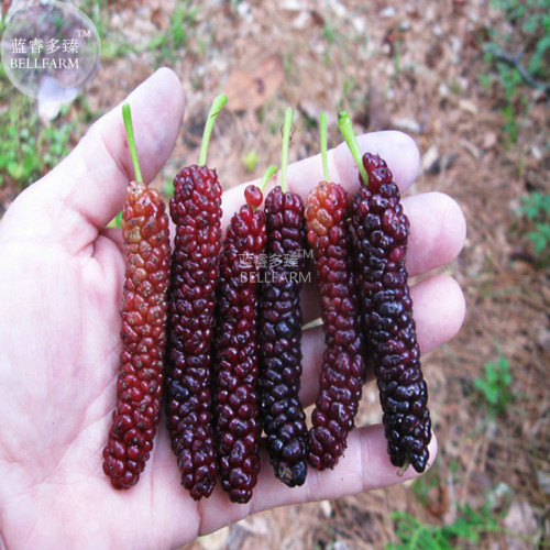 BELLFARM Big Long Mulberry Fruit Tree, 50 Seeds, dark red edible organic fruits E3766