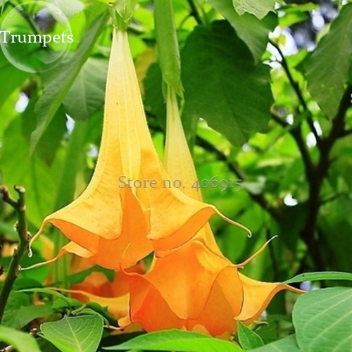 Pink Purple Yellow Red White Datura Stramonium Jimson Weed Mixed, 20 Seeds, Devil's Snare Thornapple Moon Flower E3616