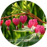 Heirloom Red Lamprocapnos spectabilis Bleeding-Heart Plant Flower Seeds, Professional Pack, 5 Seeds / Pack, Very Beautiful