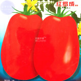 BELLFARM Tomato Bright Red Middle F1 Hybrid Seeds, 300 seeds, original pack, indeterminate growth tasty vegetables fruits