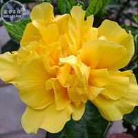 'Huangfeijui' Yellowish Orange Peony Seeds, 5 seeds, professional pack, plicated big blooms flowers E4118
