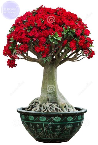 BELLFARM Adenium seeds, only 1 Seed, big blooms colorful desert rose a must for home garden E4191