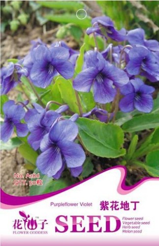 Chinese Violet Flower Seeds, 1 Original Pack, 50 Seeds / Pack, Beautiful Purple Violet Flowers #A186