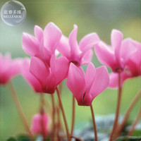 BELLFARM 5+ Cyclamen 'Pink Lovers' Seeds, big blooms Fragrant Flowers BD027H