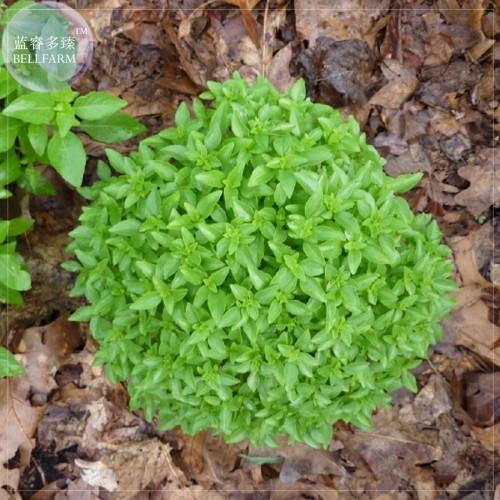 BELLFARM Heirloom Spicy Globe Basil Seeds, 20 Seeds, a globe, which makes it ideal for growing in pots or in borders E4238