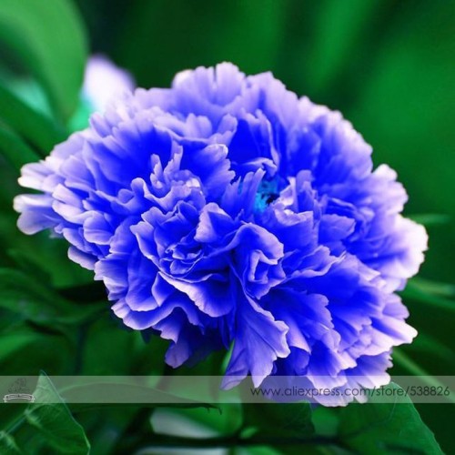 1 Professional Pack, 5 Seeds / Pack, Double Light Blue Tree Peony Seeds, 'Noble' Rare Peony Tree Plant #NF524