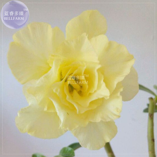 BELLFARM Adenium Yellow Desert Rose Seeds, 2 seeds, professional pack, 5-layer big blooms upright flower