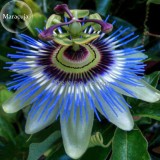 Purple Passiflora Edulis Germination Passion Fruits, 30 Seeds, nutrition and health edible fruit E3684