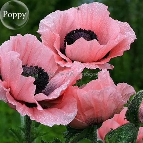 Rare Beautiful Perennial Pink Poppy Flowers with black eyes, 100 Seeds, new style attractive butterfly E3671
