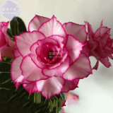 BELLFARM Adenium Whitish Light Pink Flowers with rose red edge seeds, 2 seeds, 10-layer compact desert rose flowers E4291