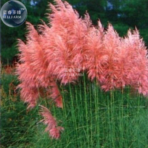 BELLFARM Imported Pink Pampas Grass Cortaderia selloana, 20 seeds, 100% real ornamental grass seeds E4268