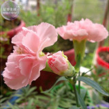 BELLFARM Dianthus Carnation Pink Annual Flowers Seeds, 200 seeds, fragrant home garden herb plants Dianthus BD205H