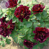 'Wizths Black' Peony Seeds, 5 seeds, professional pack, a must for loving big blooms dark purple flowers E4108