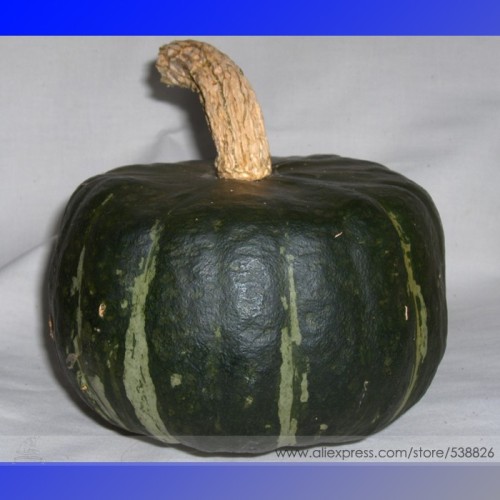 The Standard Buttercup Squash Vegetables Organic Seeds, Professional Pack, 10 Seeds / Pack, Burgess Strain Rare Seeds #NF709