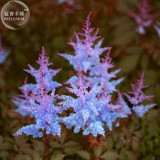 BELLFARM Dark Blue Astilbe Chinensis Perennial Flower Seeds, 100 seeds, rare heirloom home garden flowers E4337U