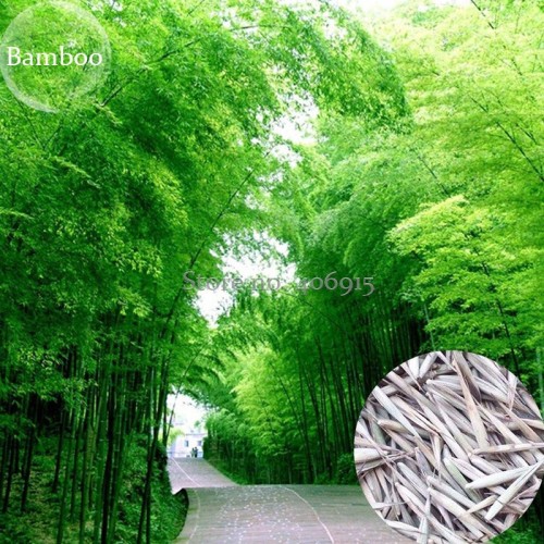 Heirloom Anhui Dabie Mountain Moso Bamboo, 30 seeds, fast growing high use value E3646