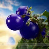 Heirloom 'Zj' Purple Truss Tomato Hybrid Seeds, Professional Pack, 100 Seeds / Pack, Tasty Sweet Fruit Rare Seeds #NF937